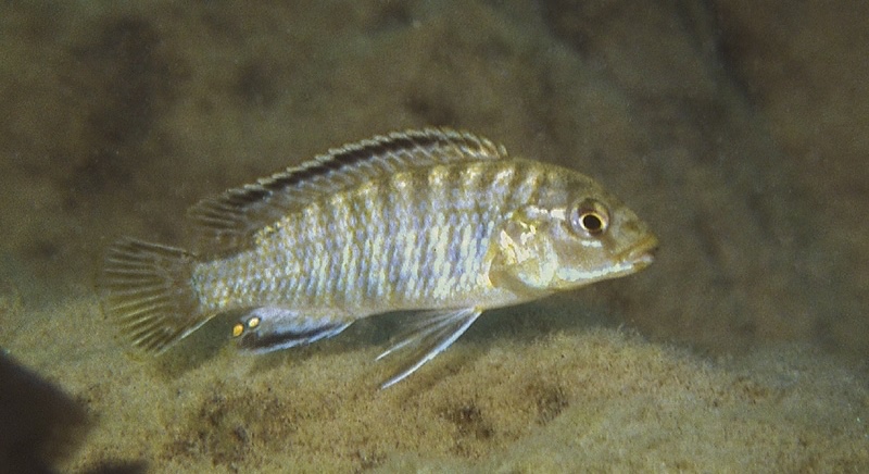 Labidochromis sp. 'mara' Mara Point